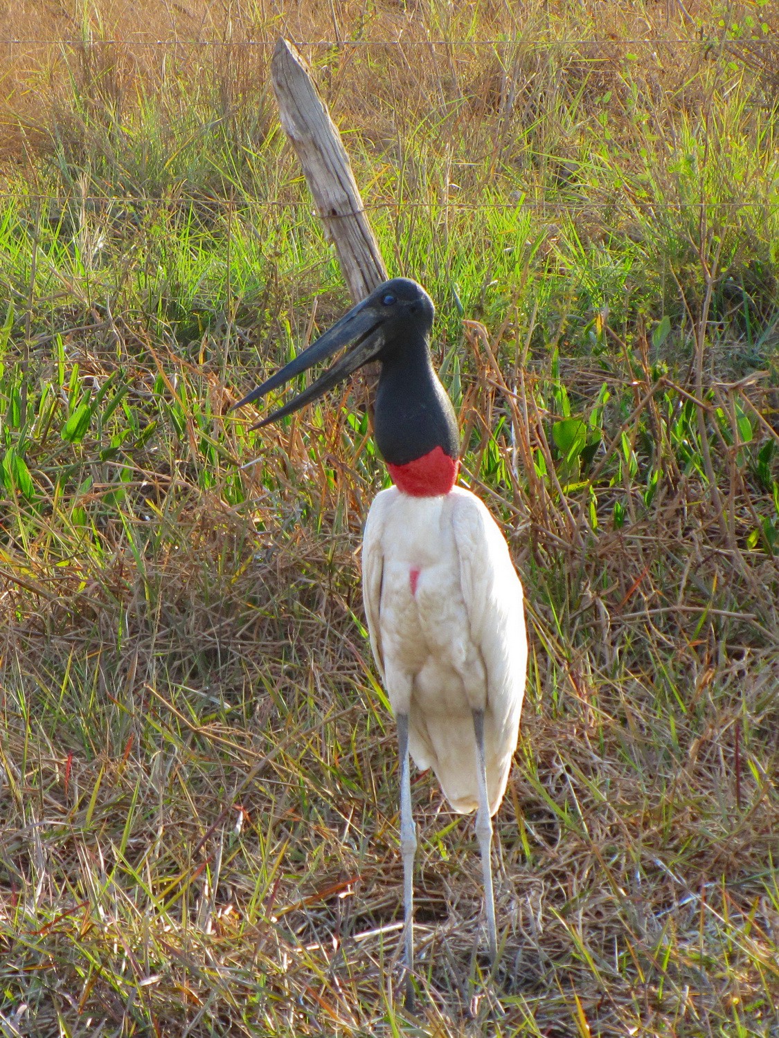 Another Jaribu seen from the beginning of the Transpantaneira, the street into the inner Pantanal